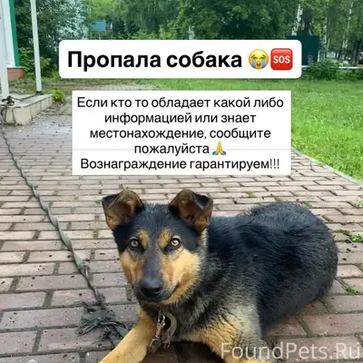 Пропала собака Шельма, Саранск/Лямбирь