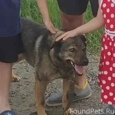 Пропала собака, Павловский Посад
