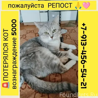 Пропал кот Игорян, район Стрижей