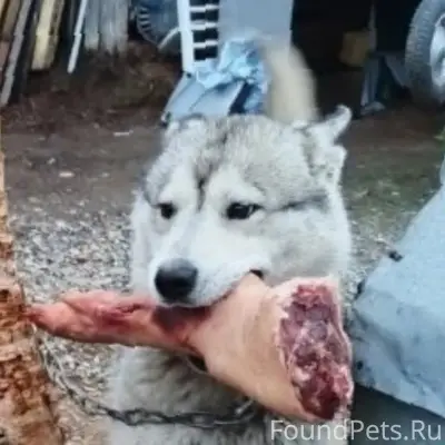 Пропал хаски, поселок Лопарская