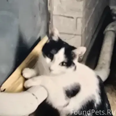 Пропала кошка Соня, Белокаменный