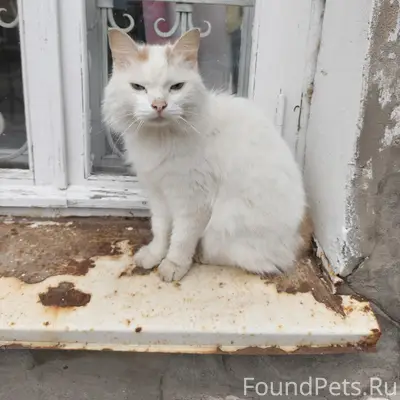 Найден кот, [место: улица Маяковского]