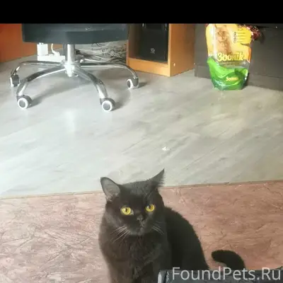 Пропал британец Бурбон, Ямное