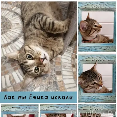 Пропал кот Ёжик, новый район