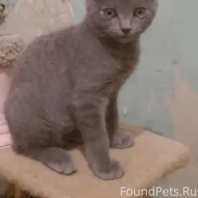Пропал котёнок, ул. Ленина 35