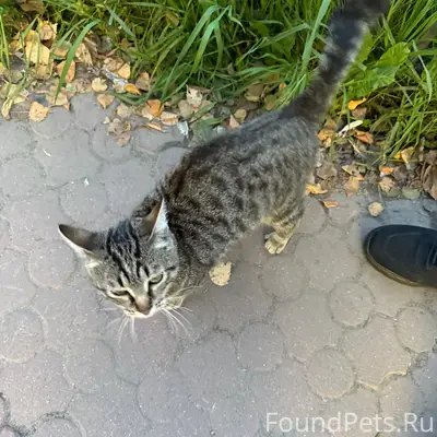 Найден кот, около блинной