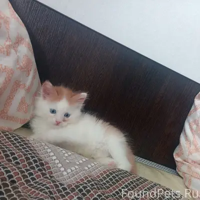 Пропал котёнок Симба