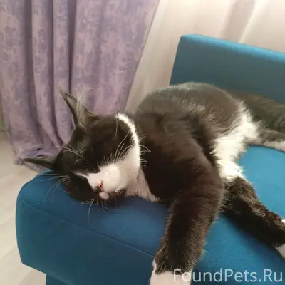 Пропал кот, черный с белым, Широкая речка