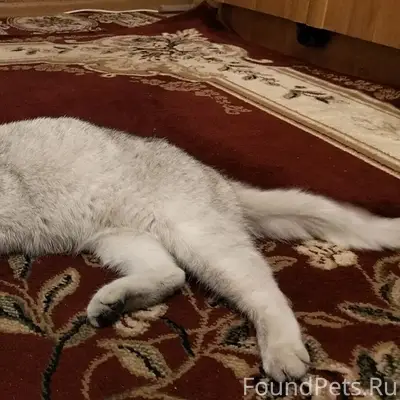 Найдена кошка, Магистральный проезд