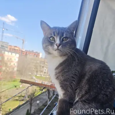 Пропал кот, бульвар Эрьзи 16