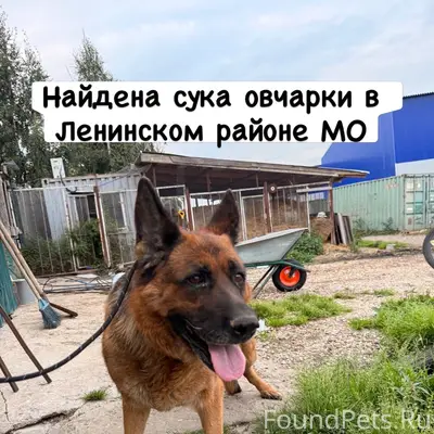 Найденны овчарки, Ленинский район МО