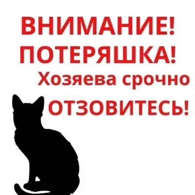 Найден кот похож на мейн-куна, Электросталь