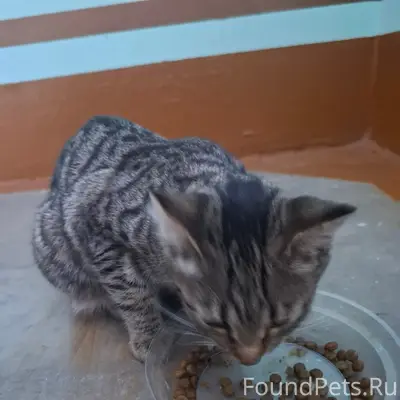 Найден котёнок, Сибирская 15