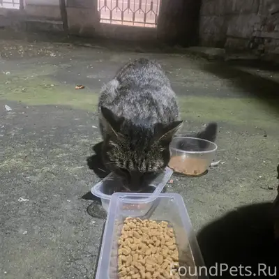 Найден кот, камышовый окрас, Екатеринбург