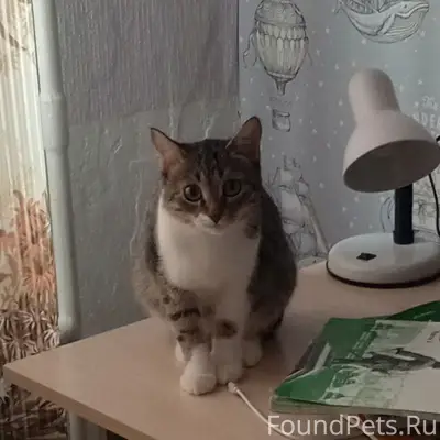 Пропала кошка Мила, район пятиэтажки