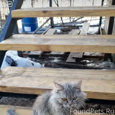 Пропала длинношёрстная кошка, серая