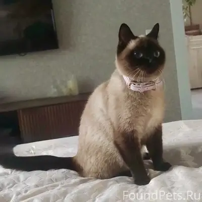Пропала сиамская кошка Сима, частный сектор за военным училищем