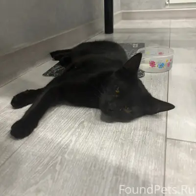 Найдена кошка, район Невкипелого