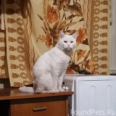 Пропал кот! Кто видел, просьба...