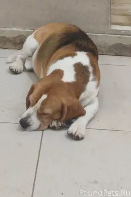 Чей питомец, Г Жуковка, найден...