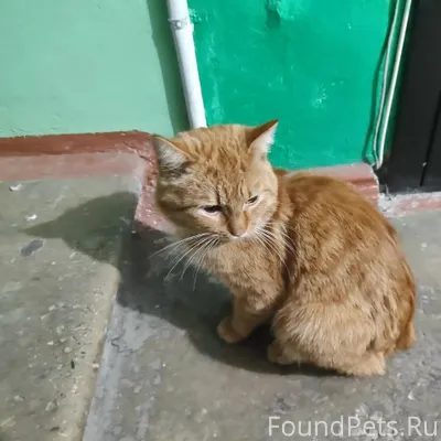 Найдена кошка. 11.02 найден ко...