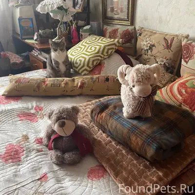 Найди кошку 🤣