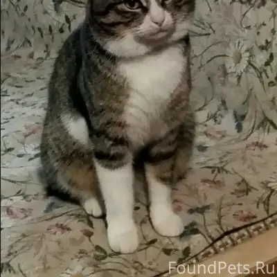 ПРОПАЛ КОТ! ОЧЕНЬ НУЖНА ВАША П...