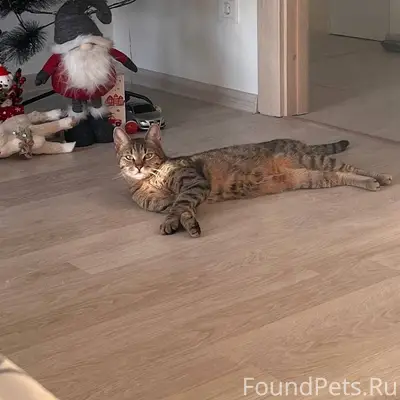 Пропал кот в районе Чкаловской...