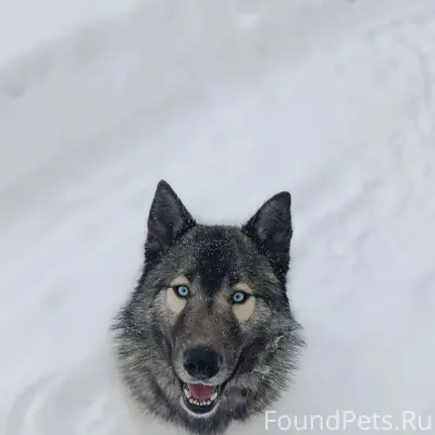 ❗❗❗❗ 🆘🆘🆘🆘 НЕКРАСОВСКОЕ! ХОЗЯИН...