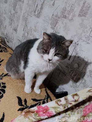 Пропал кот! Если кто-то видел....