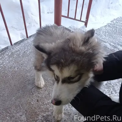 Возле управляющей компании бег...