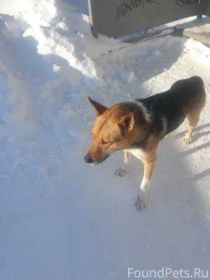 ❗🆘❗🆘❗Муром 🆘Голодный ,худой ,з...