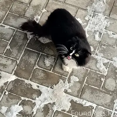 ❗Найдена кошка. Возле моей раб...