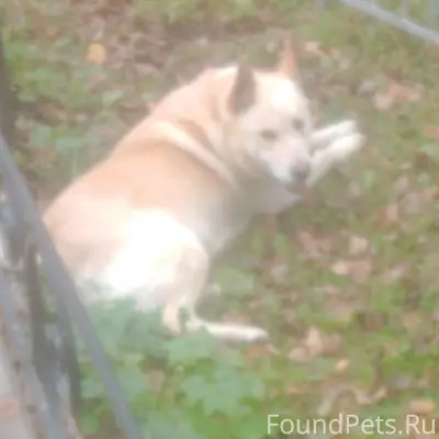 Пропала собака зовут Зевс не к...