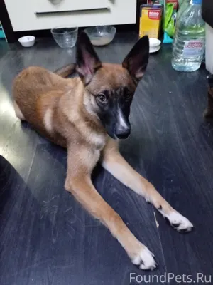 Сургут. Найдена собака в район...