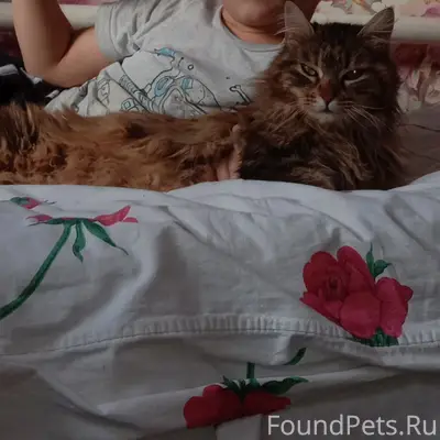 Пропала кошка по ул Луговая, н...
