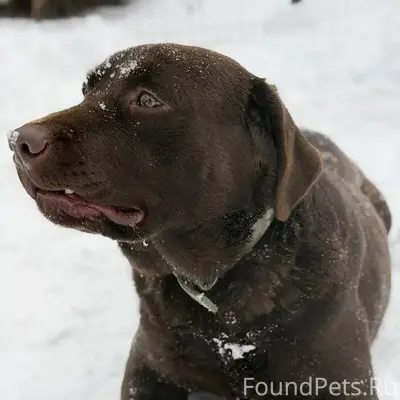 Пропала собака на пер. Некрасо...
