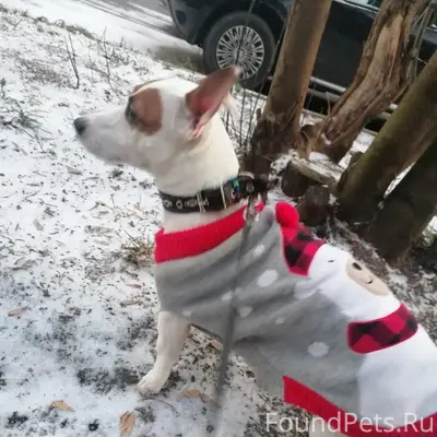 Добрый вечер,пропала собака пр...