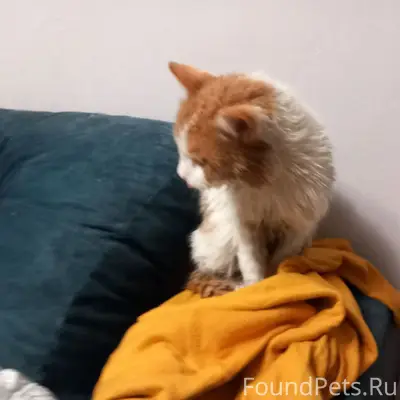 Г. Дзержинск Найден кот, хозяе...