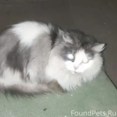 ‼️‼️‼️‼️‼️‼️‼️‼️ Найден кот. В...