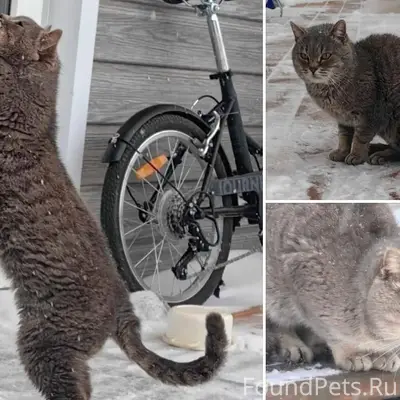 ЗАМЕРЗАЕТ КОТИК !!!!! 💔 УМОЛЯЕ...