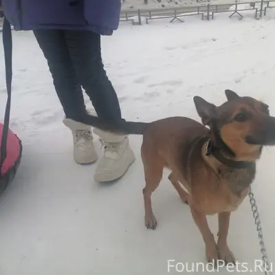 Кто потерял собаку? Мужской по...