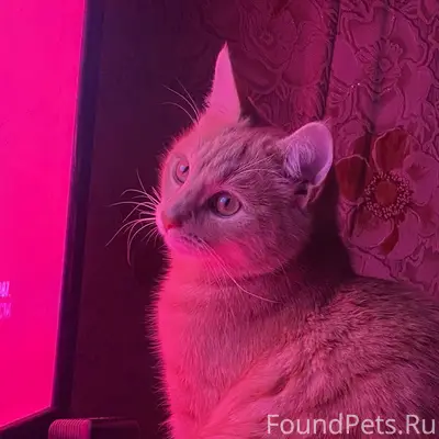 Пропала кошка по улице машинис...