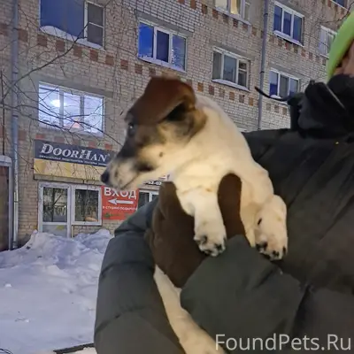 Потерялся щенок, в районе почт...