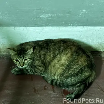 Найдена кошка, на вид домашняя...