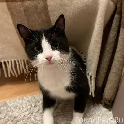 ❗🐈⬛ Потерялся домашний кот в ...