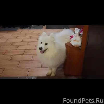 Добрый день. Потерялась собака...