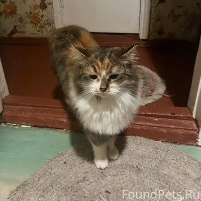 Пропала кошка 11 февраля в 2.....