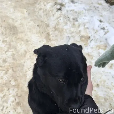 Чей то потеряшка?! Хозяин найд...