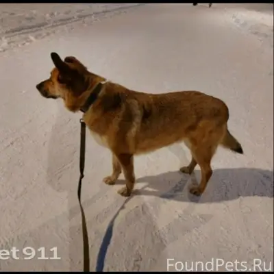 Срочно чей пёс ? !!!!!, Лухови...